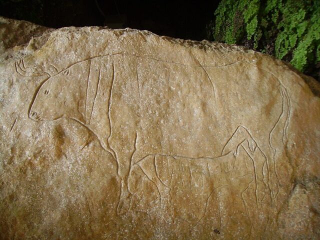 Romito Grotto, Bos Primigenius prehistoric engraving