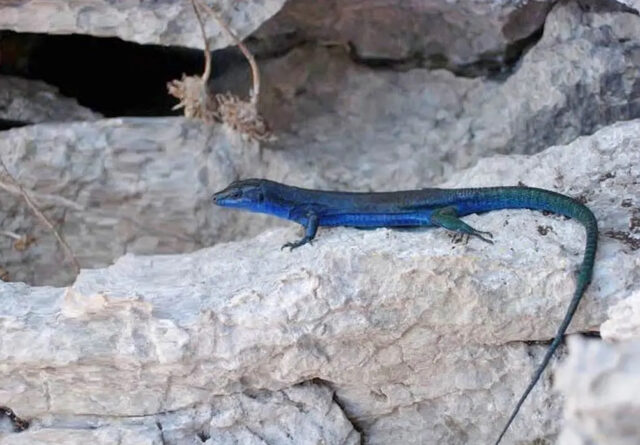 Capri_ blue lizard