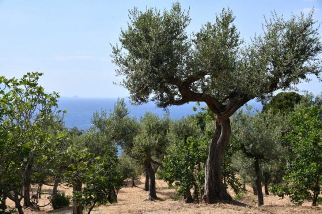 Capri_ Olive Trees