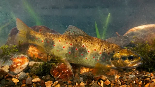 Salmo ghigii (what Antonella Trout looked like)