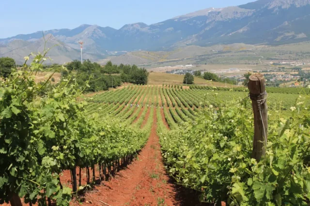 Tenute Ferrocinto, vineyard in the Pollino National Park